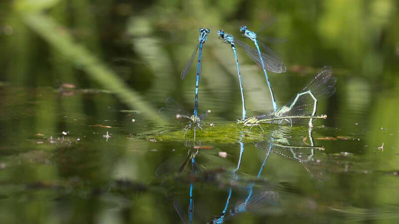 Azurjungfern / Lobau