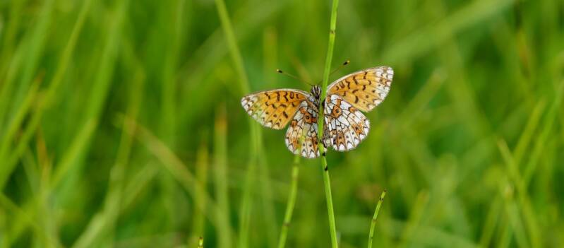 Braunfleckiger Perlmuttfalter