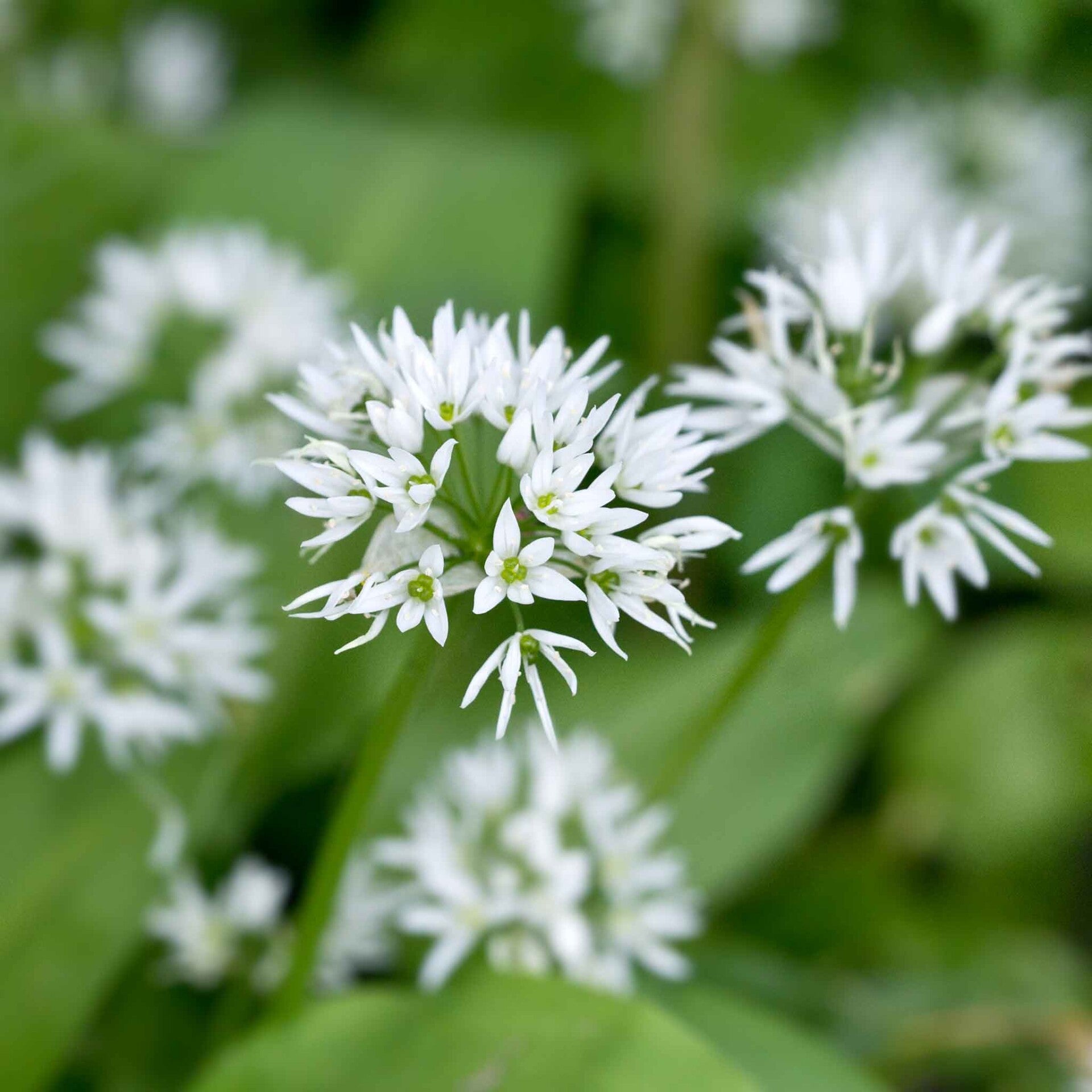 wir flattern auf heimische nachtfalter tagfalter raupen nahrungspflanzen österreich petra urbanek inge biller sabine gasparitz wirflatternauf bugs-team