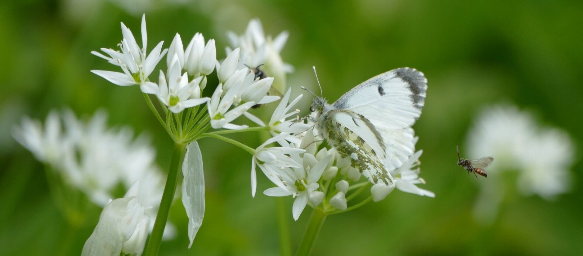 wir flattern auf heimische nachtfalter tagfalter raupen nahrungspflanzen österreich petra urbanek inge biller sabine gasparitz wirflatternauf bugs-team