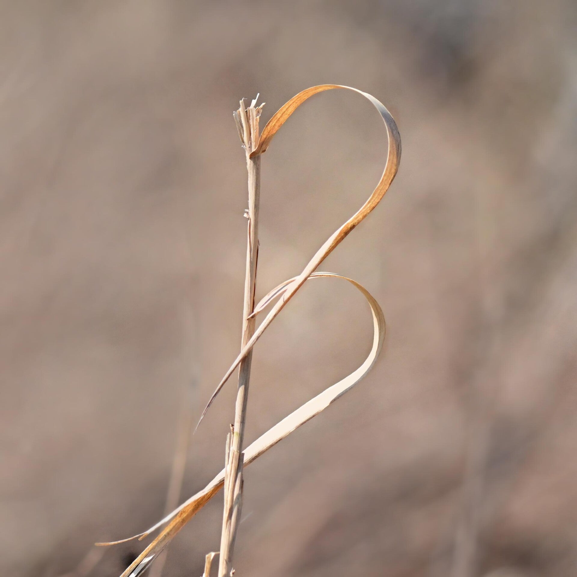wir flattern auf heimische nachtfalter tagfalter raupen nahrungspflanzen österreich petra urbanek inge biller sabine gasparitz wirflatternauf bugs-team