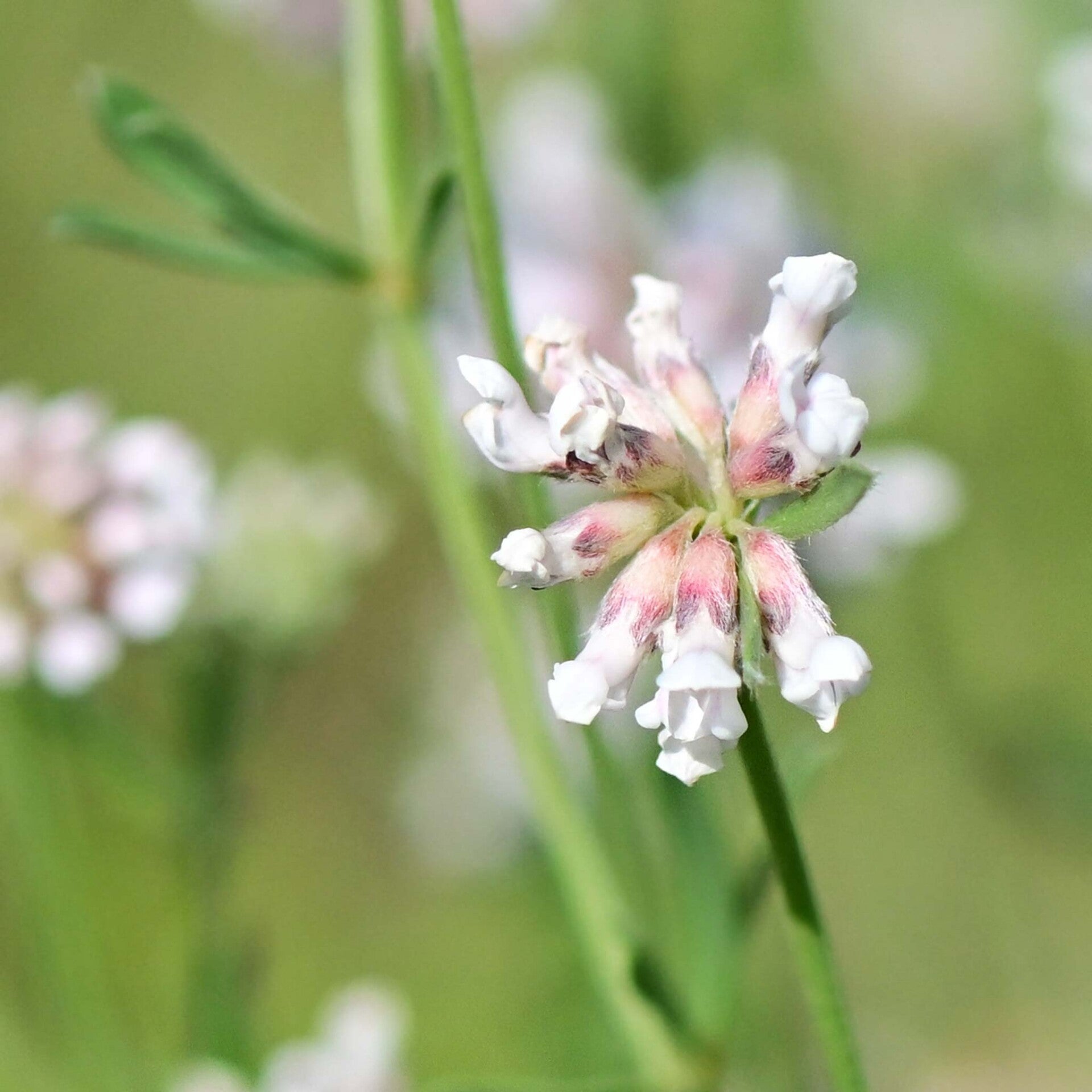 wir flattern auf heimische nachtfalter tagfalter raupen nahrungspflanzen österreich petra urbanek inge biller sabine gasparitz wirflatternauf bugs-team