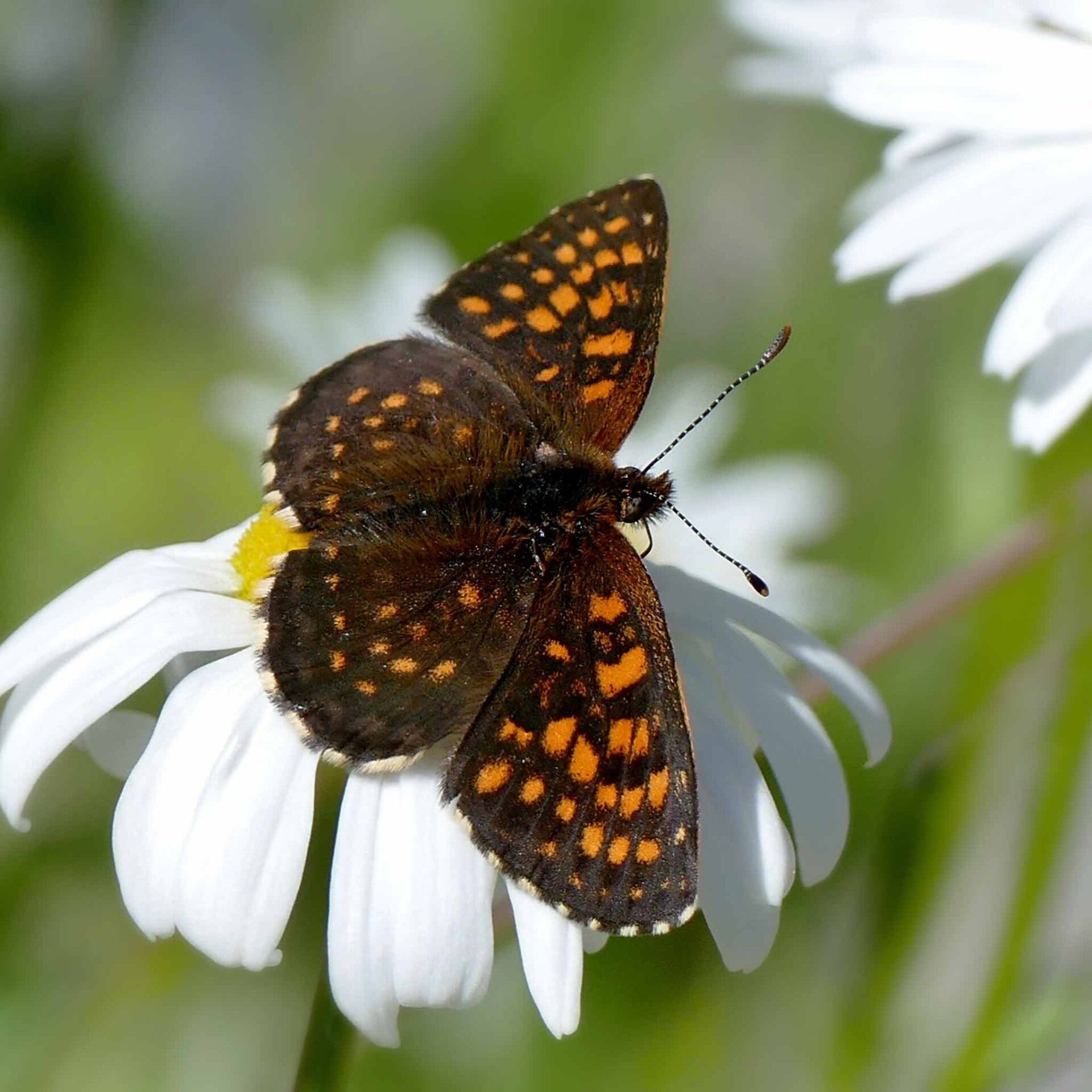 wir flattern auf heimische nachtfalter tagfalter raupen nahrungspflanzen österreich petra urbanek inge biller sabine gasparitz wirflatternauf bugs-team