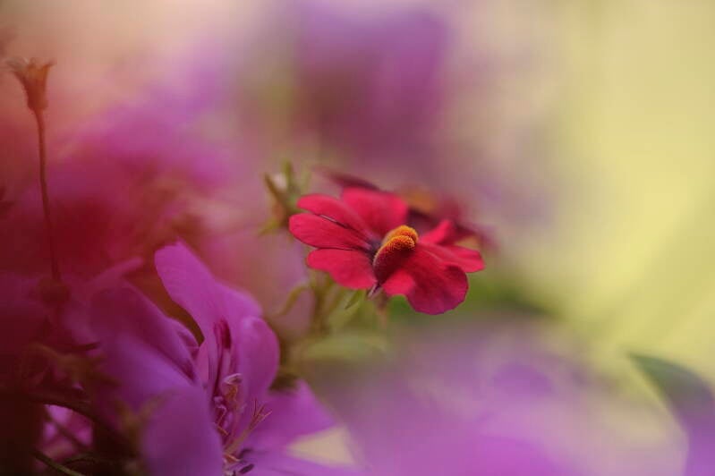 Nemesia / Balkonien