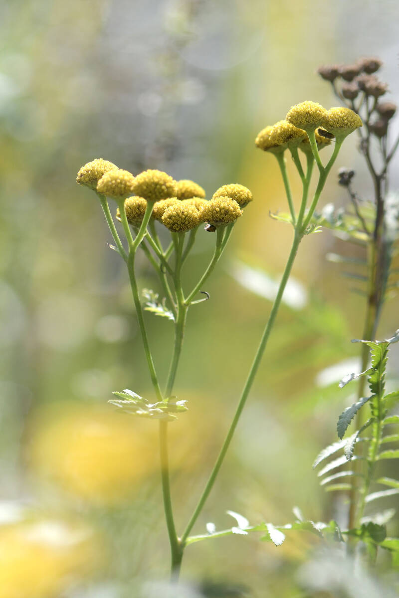 Wucherblume / Botanischer Garten
