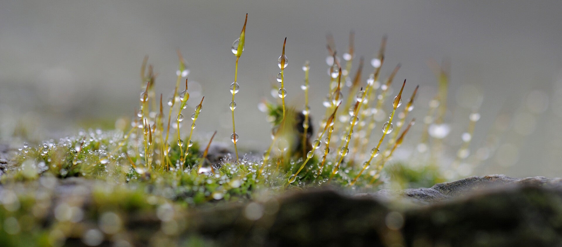 wir flattern auf heimische nachtfalter tagfalter raupen nahrungspflanzen österreich petra urbanek inge biller sabine gasparitz wirflatternauf bugs-team