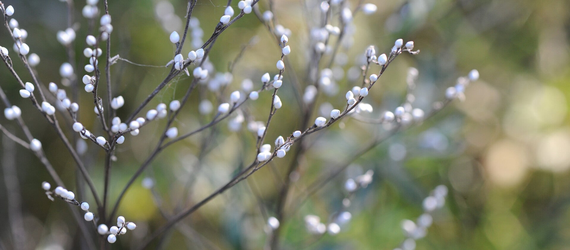 wir flattern auf heimische nachtfalter tagfalter raupen nahrungspflanzen österreich petra urbanek inge biller sabine gasparitz wirflatternauf bugs-team