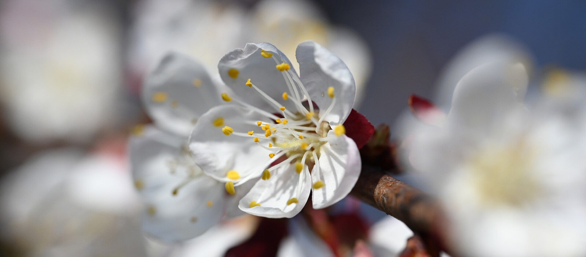 wir flattern auf heimische nachtfalter tagfalter raupen nahrungspflanzen österreich petra urbanek inge biller sabine gasparitz wirflatternauf bugs-team