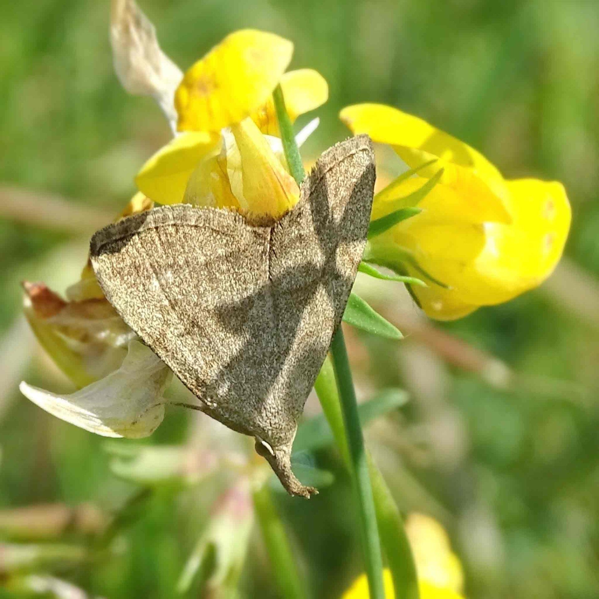 wir flattern auf heimische nachtfalter tagfalter raupen nahrungspflanzen österreich petra urbanek inge biller sabine gasparitz wirflatternauf bugs-team