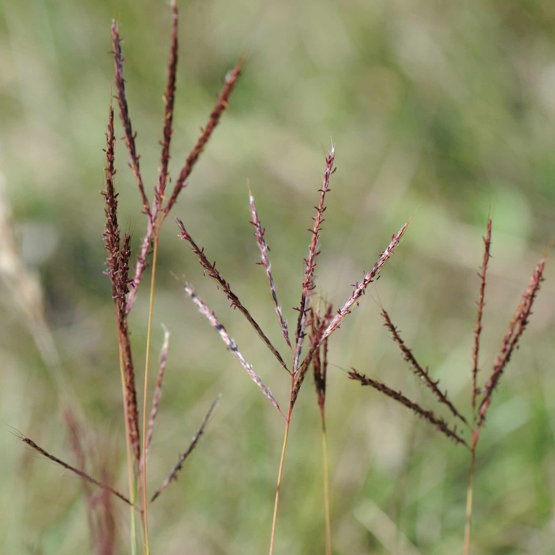wir flattern auf heimische nachtfalter tagfalter raupen nahrungspflanzen österreich petra urbanek inge biller sabine gasparitz wirflatternauf bugs-team