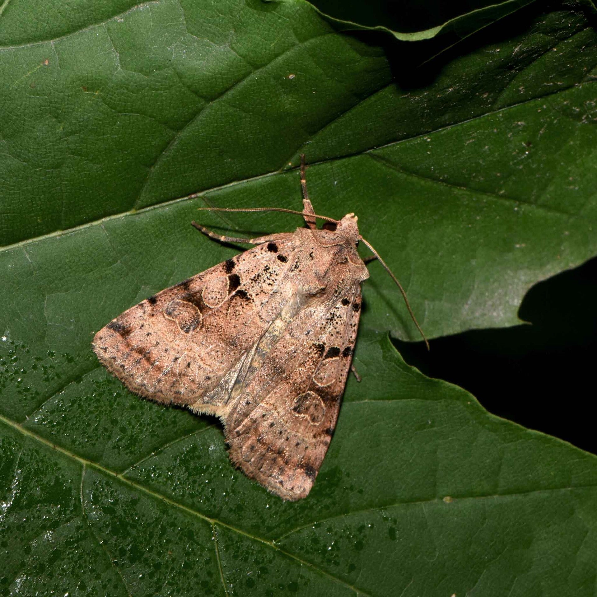wir flattern auf heimische nachtfalter tagfalter raupen nahrungspflanzen österreich petra urbanek inge biller sabine gasparitz wirflatternauf bugs-team