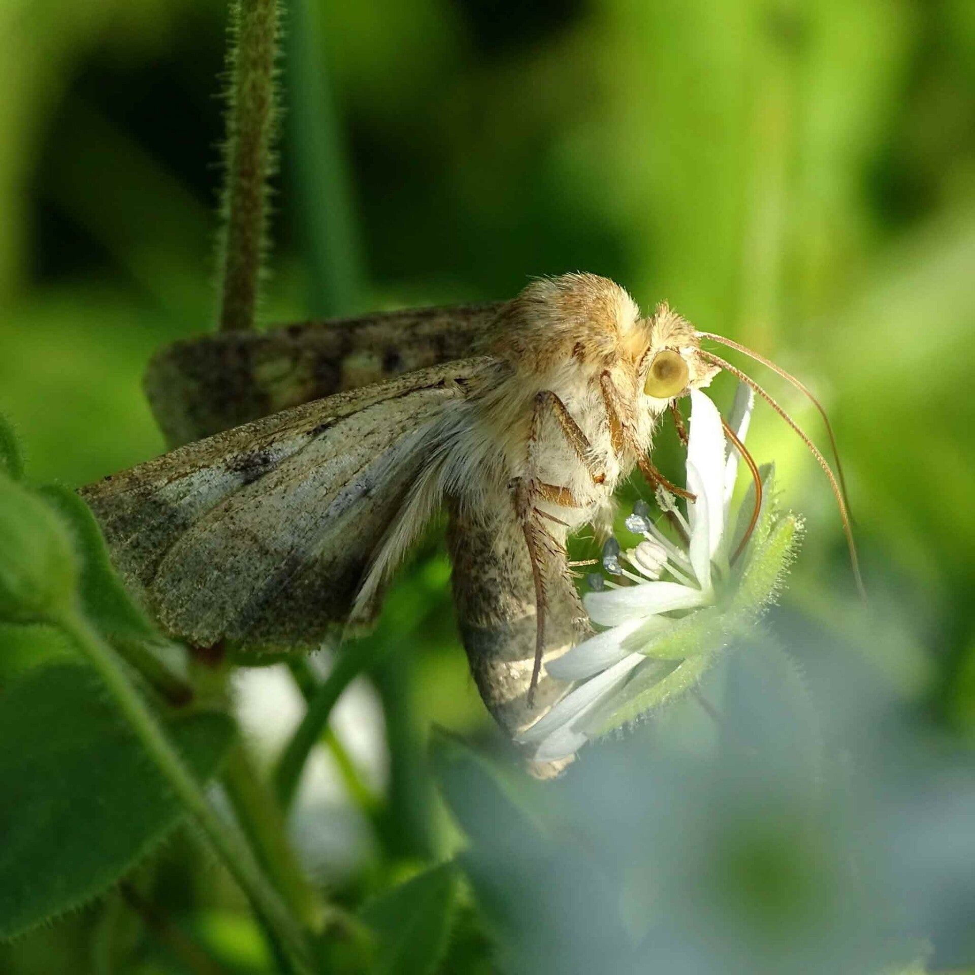 wir flattern auf heimische nachtfalter tagfalter raupen nahrungspflanzen österreich petra urbanek inge biller sabine gasparitz wirflatternauf bugs-team