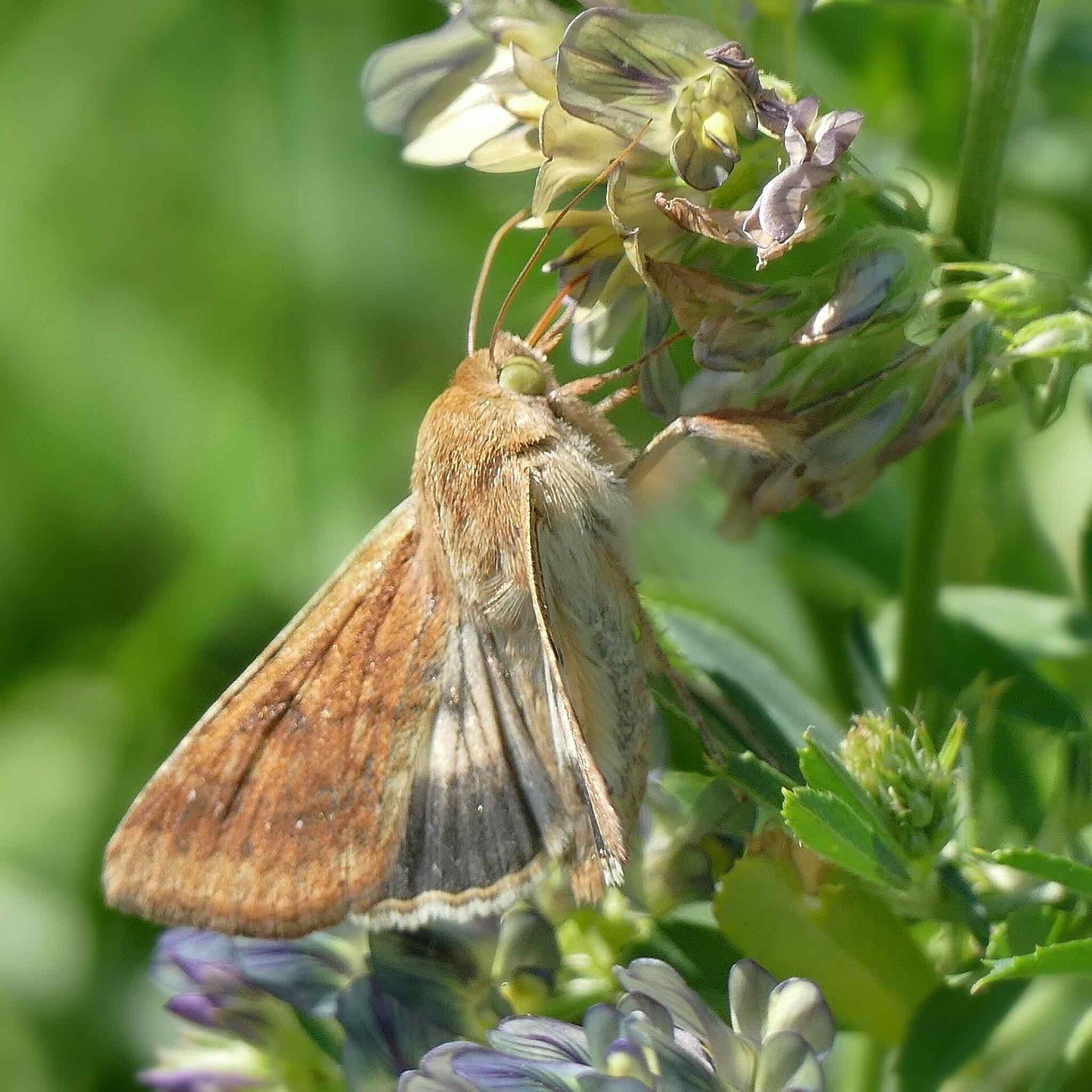 wir flattern auf heimische nachtfalter tagfalter raupen nahrungspflanzen österreich petra urbanek inge biller sabine gasparitz wirflatternauf bugs-team