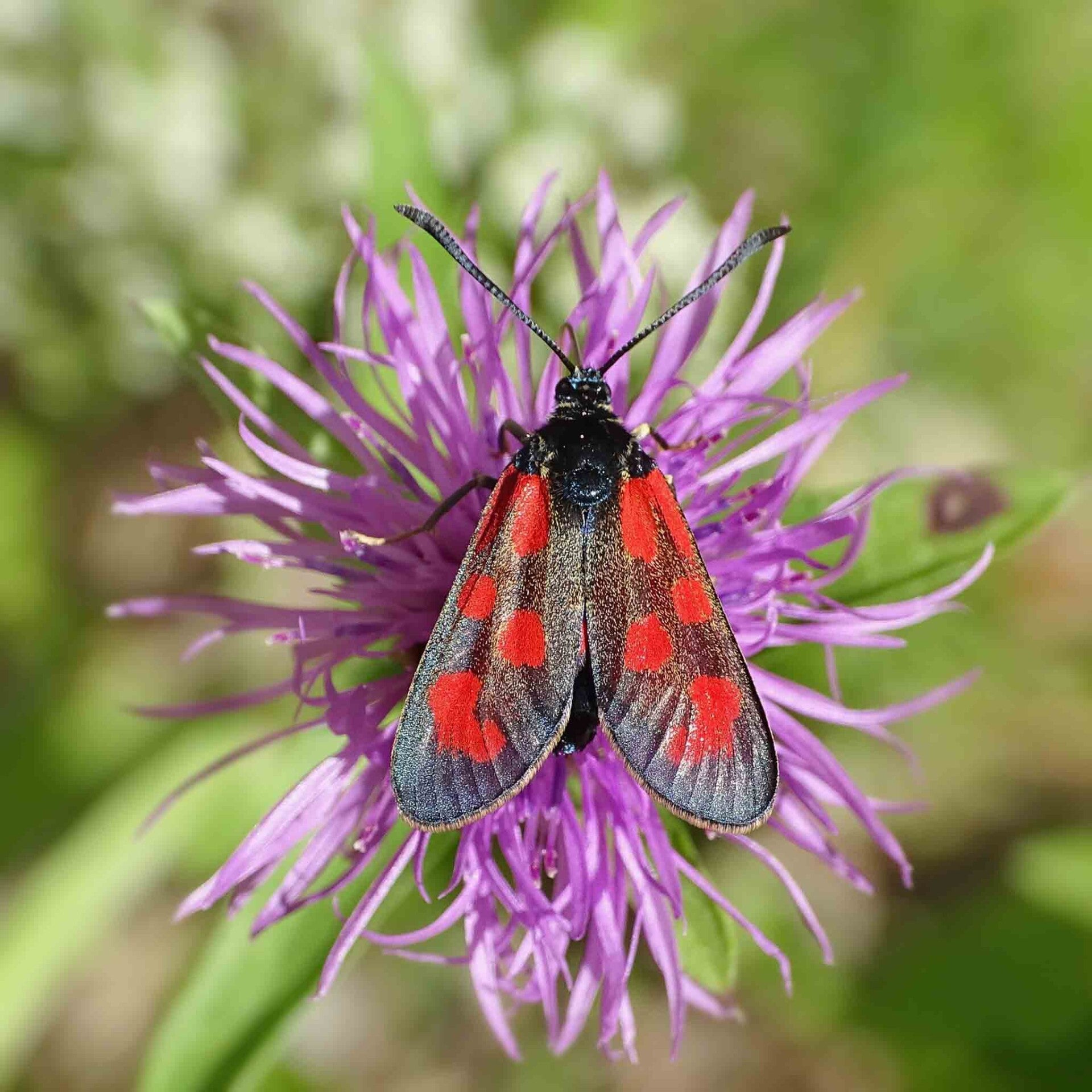wir flattern auf heimische nachtfalter tagfalter raupen nahrungspflanzen österreich petra urbanek inge biller sabine gasparitz wirflatternauf bugs-team