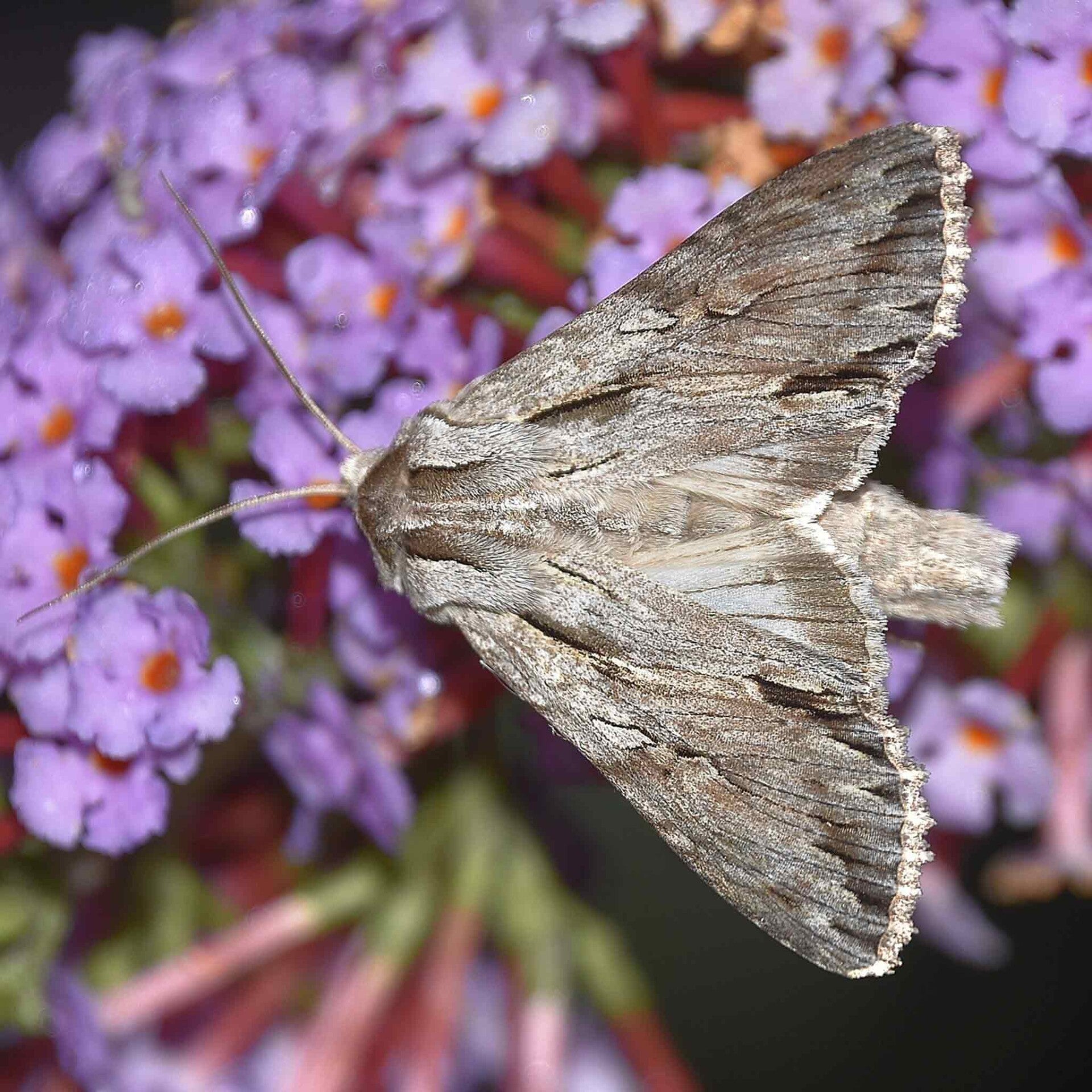 wir flattern auf heimische nachtfalter tagfalter raupen nahrungspflanzen österreich petra urbanek inge biller sabine gasparitz wirflatternauf bugs-team