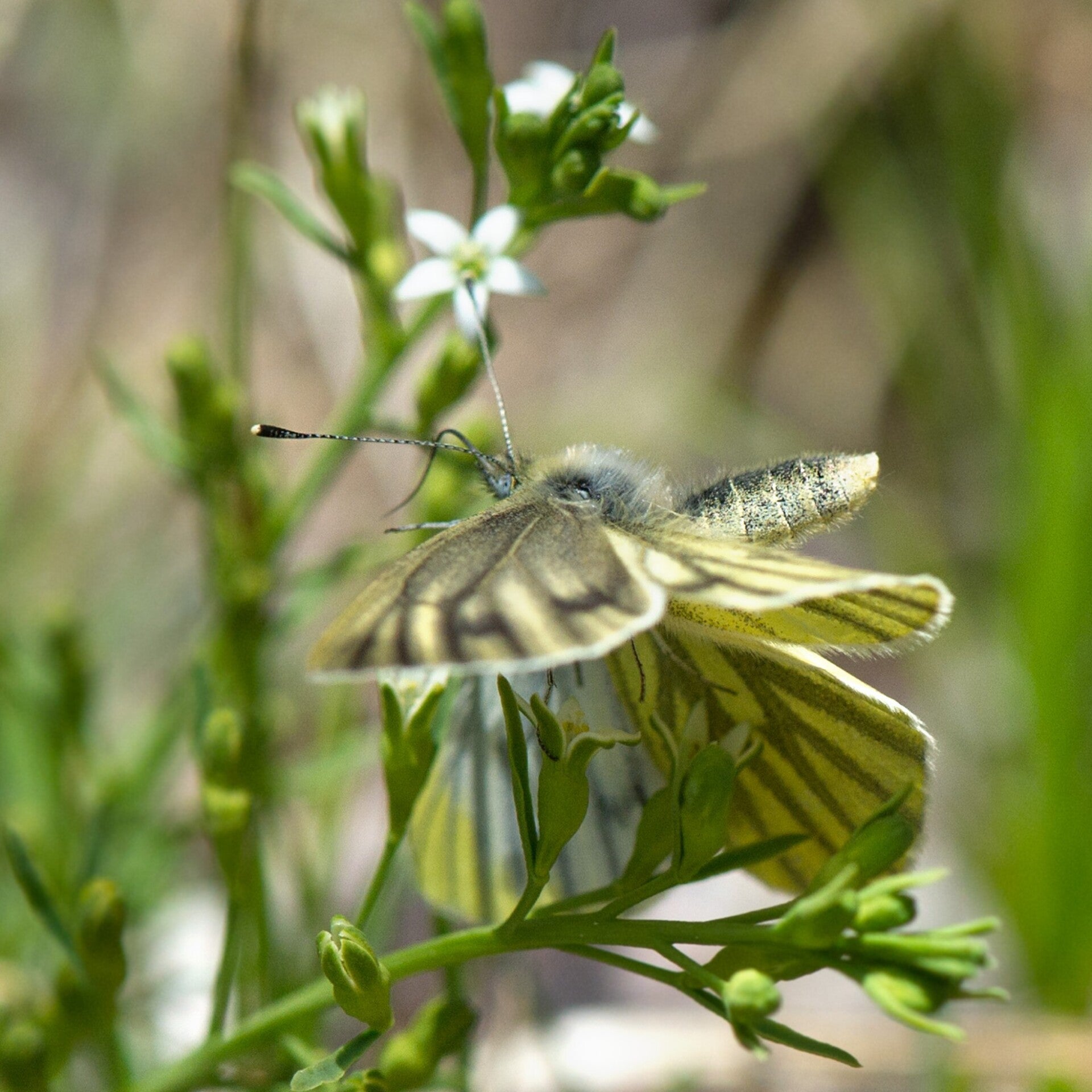 wir flattern auf heimische nachtfalter tagfalter raupen nahrungspflanzen österreich petra urbanek inge biller sabine gasparitz wirflatternauf bugs-team