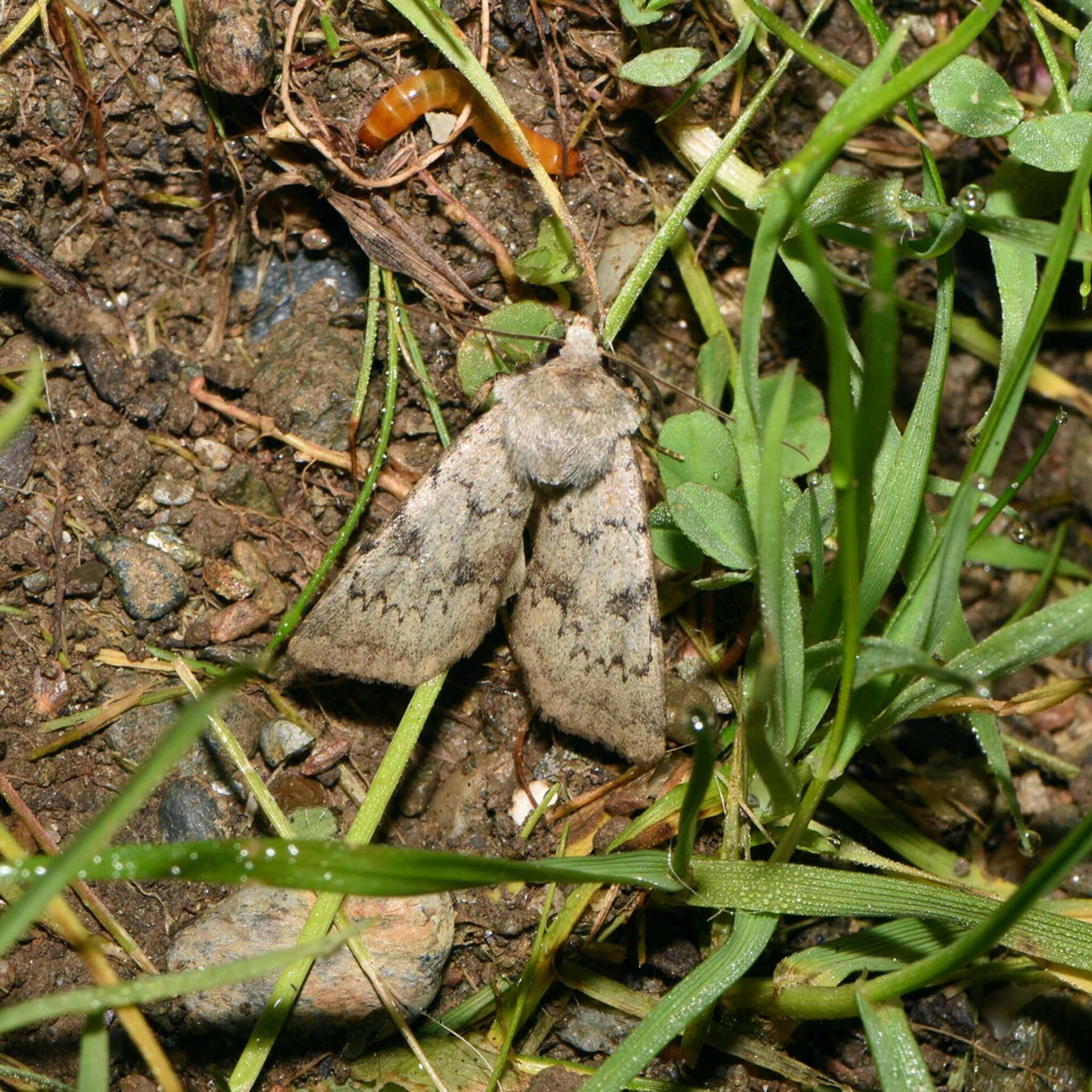 wir flattern auf heimische nachtfalter tagfalter raupen nahrungspflanzen österreich petra urbanek inge biller sabine gasparitz wirflatternauf bugs-team