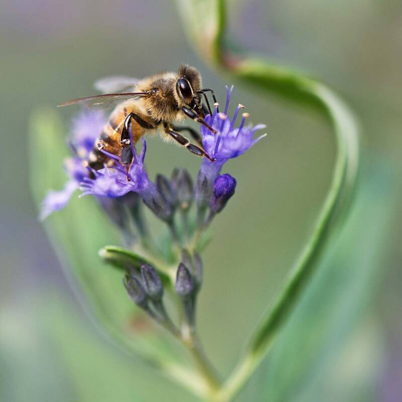 Ein Herz für Insekten