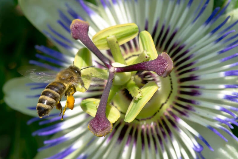 Passionsblume / Balkonien