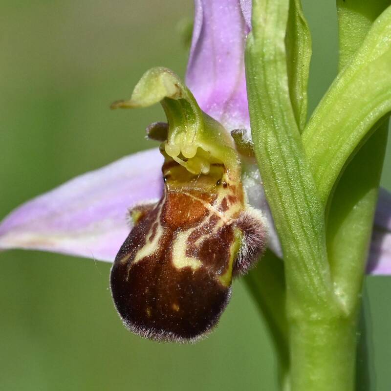 Bienen-Ragwurz / Lobau