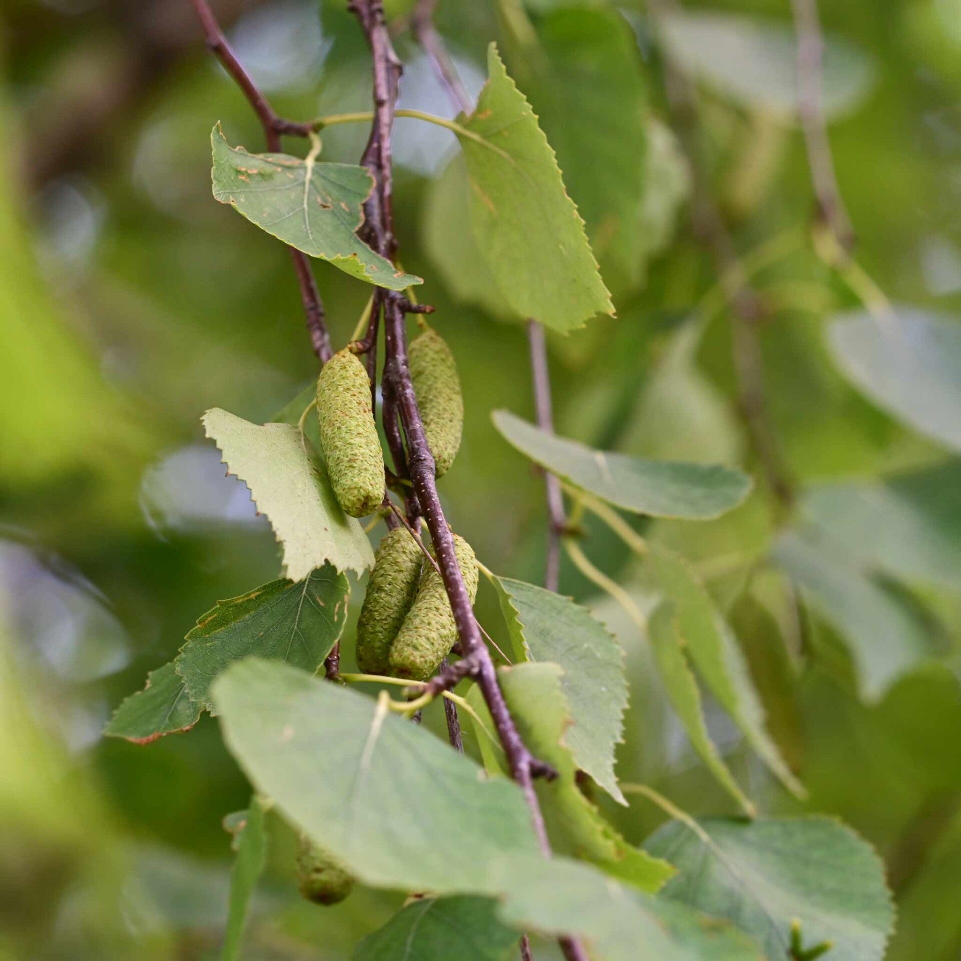 wir flattern auf heimische nachtfalter tagfalter raupen nahrungspflanzen österreich petra urbanek inge biller sabine gasparitz wirflatternauf bugs-team