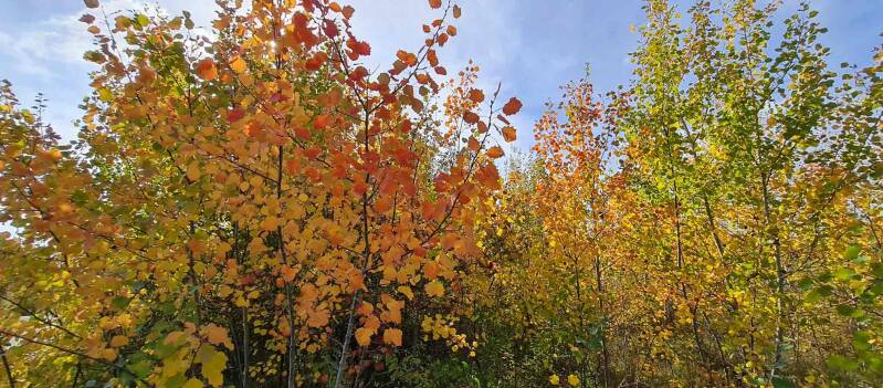 wir flattern auf heimische nachtfalter tagfalter raupen nahrungspflanzen österreich petra urbanek inge biller sabine gasparitz wirflatternauf bugs-team