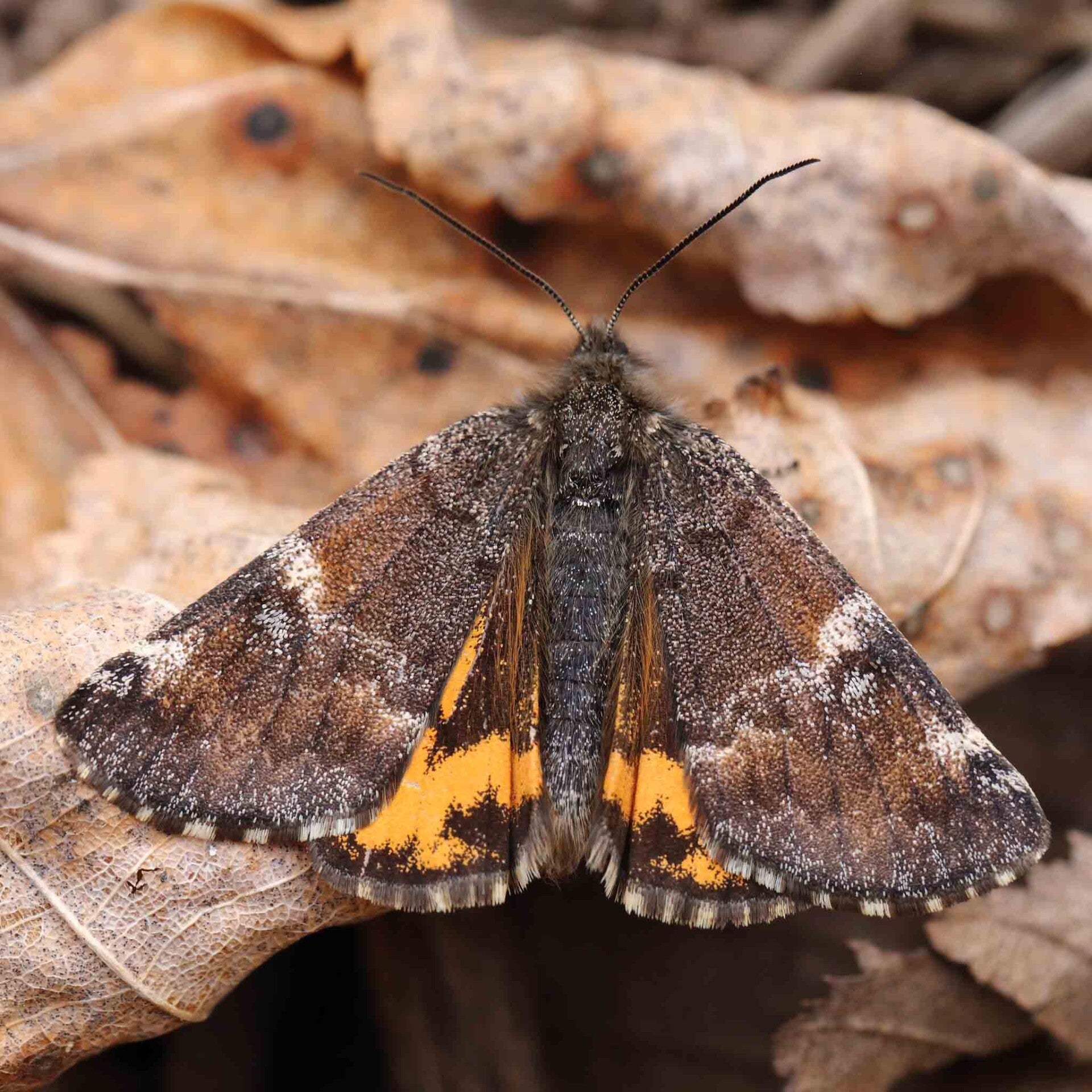wir flattern auf heimische nachtfalter tagfalter raupen nahrungspflanzen österreich petra urbanek inge biller sabine gasparitz wirflatternauf bugs-team