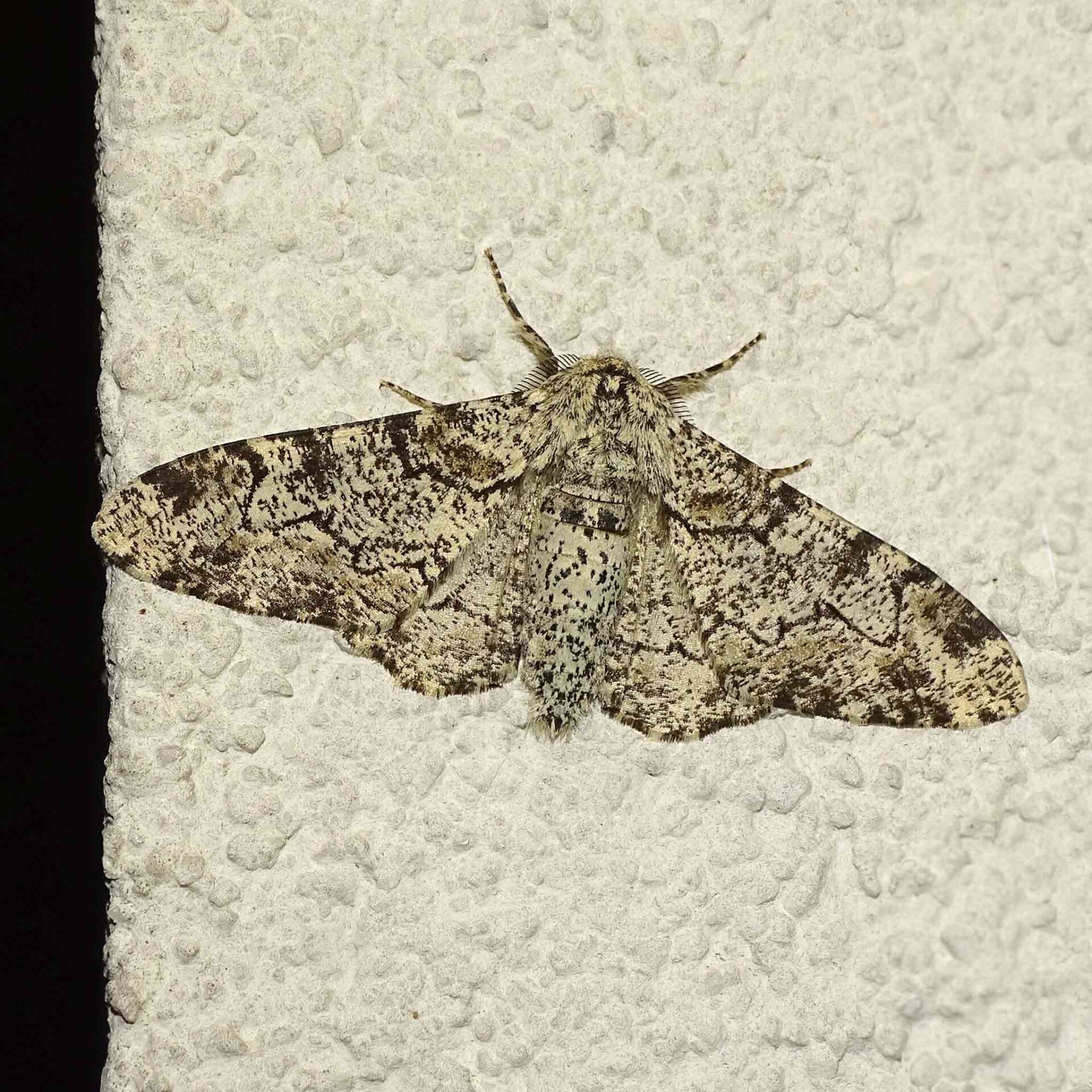 wir flattern auf heimische nachtfalter tagfalter raupen nahrungspflanzen österreich petra urbanek inge biller sabine gasparitz wirflatternauf bugs-team