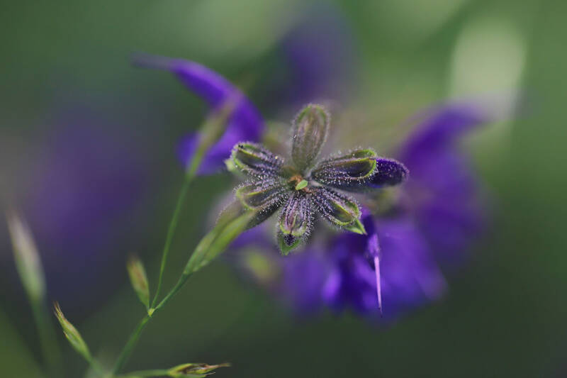 Blüte ?