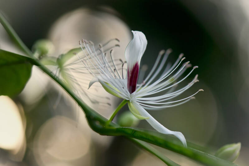 ? / Palmenhaus