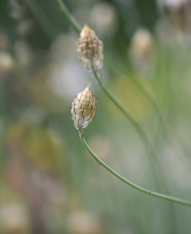 bl-ten_ag2-standard.jpg