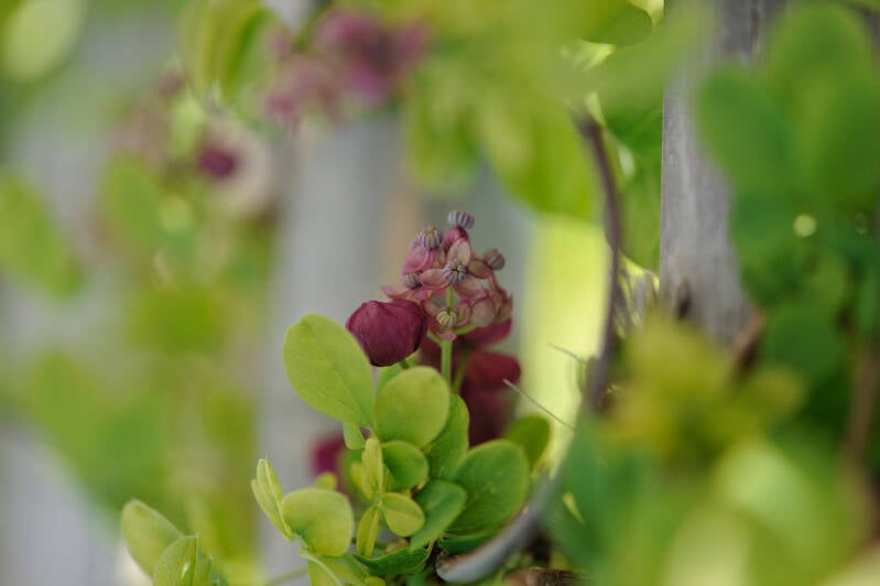 Schokoladenwein / Hirschstetten
