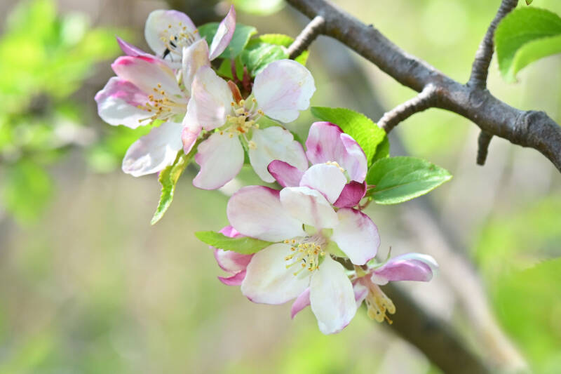 Blüten / Lobau