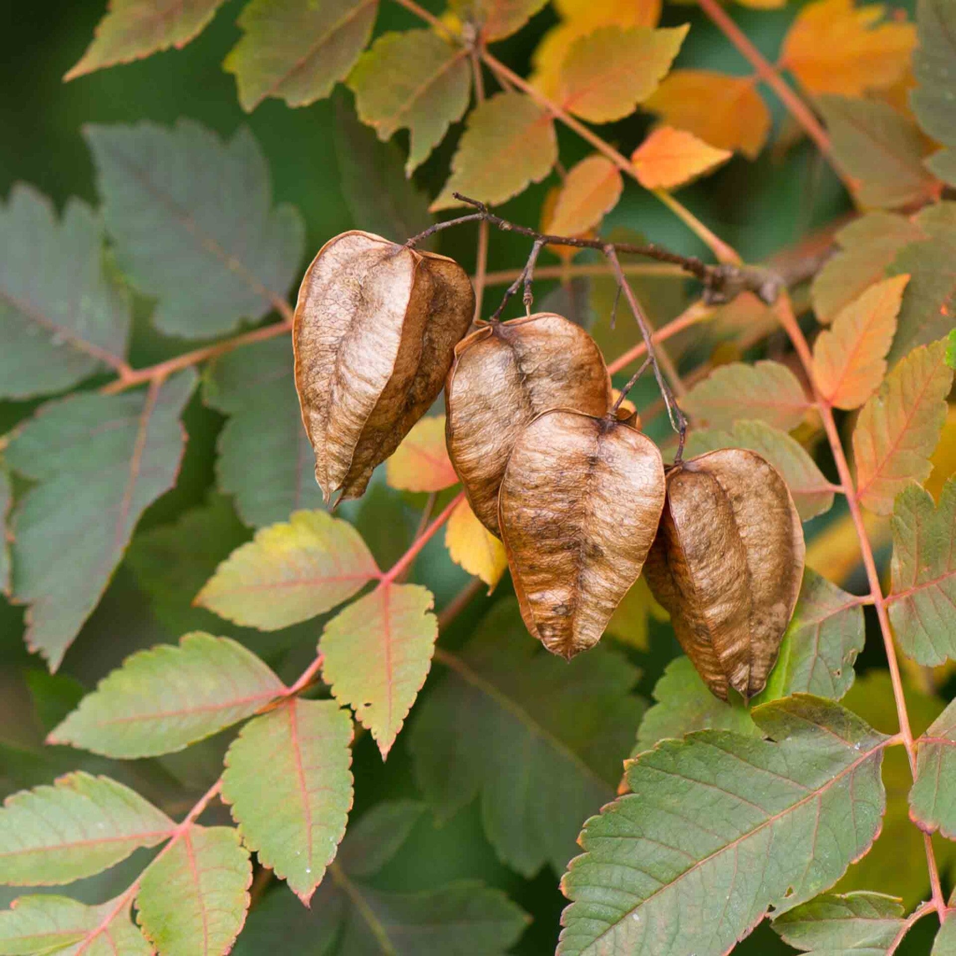 wir flattern auf heimische nachtfalter tagfalter raupen nahrungspflanzen österreich petra urbanek inge biller sabine gasparitz wirflatternauf bugs-team