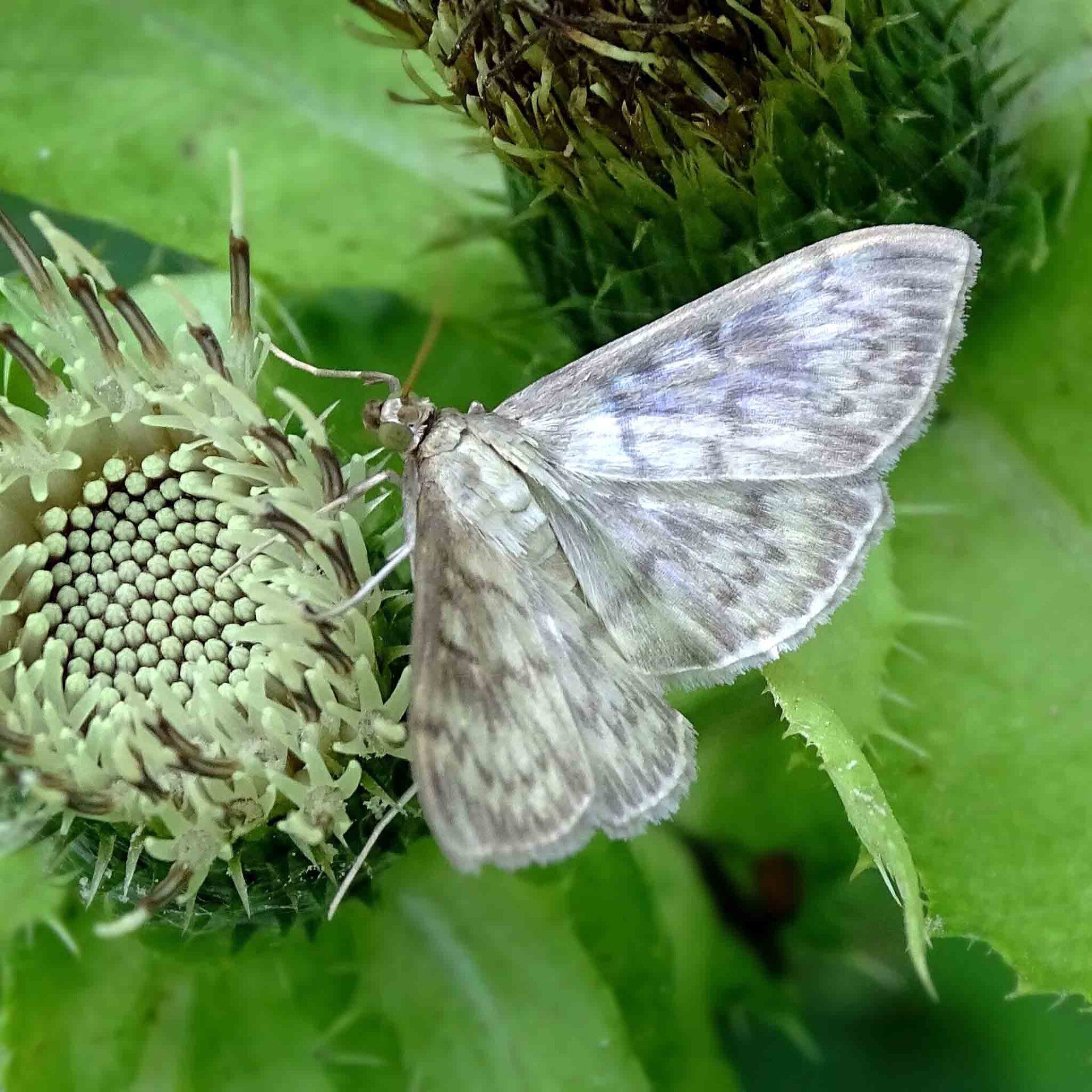 wir flattern auf heimische nachtfalter tagfalter raupen nahrungspflanzen österreich petra urbanek inge biller sabine gasparitz wirflatternauf bugs-team