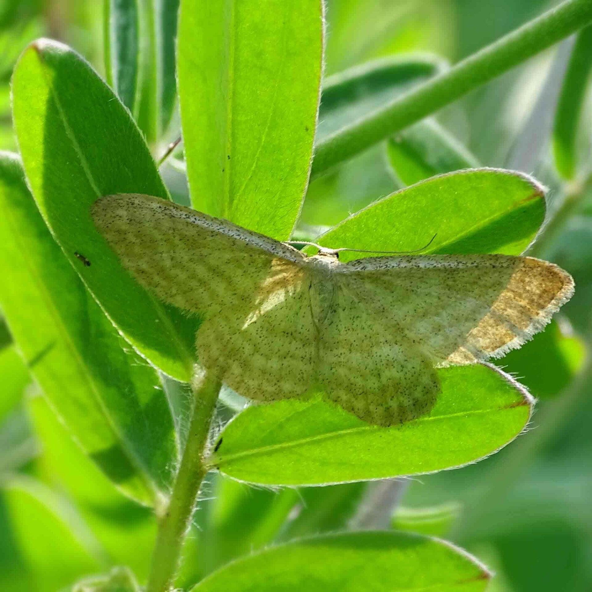 wir flattern auf heimische nachtfalter tagfalter raupen nahrungspflanzen österreich petra urbanek inge biller sabine gasparitz wirflatternauf bugs-team