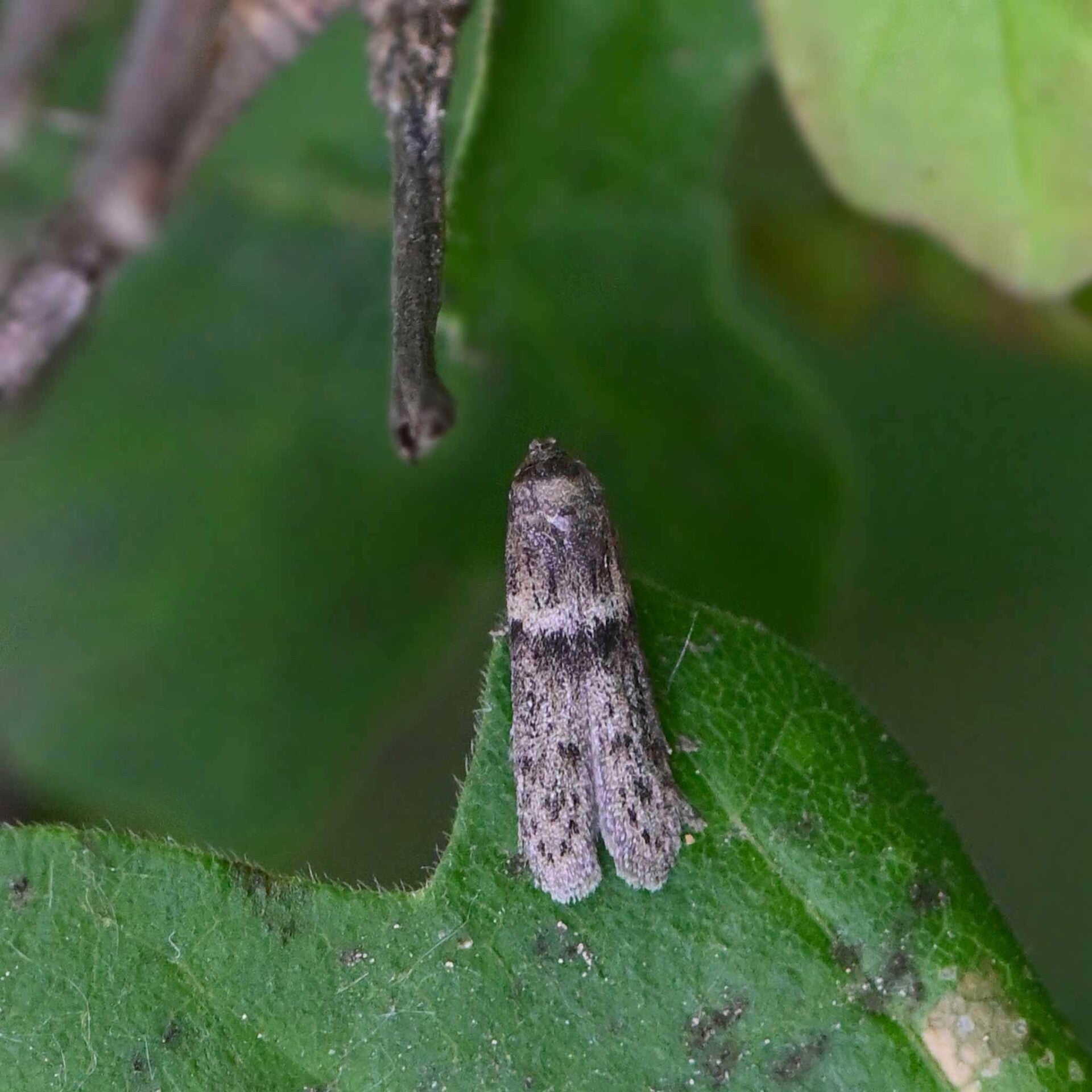 wir flattern auf heimische nachtfalter tagfalter raupen nahrungspflanzen österreich petra urbanek inge biller sabine gasparitz wirflatternauf bugs-team