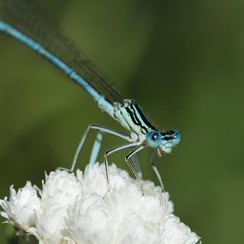 Blaue Federlibelle