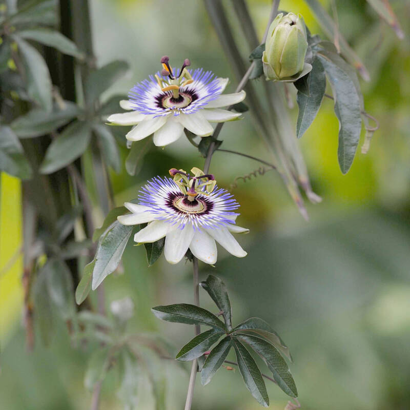Passionsblume / Balkonien