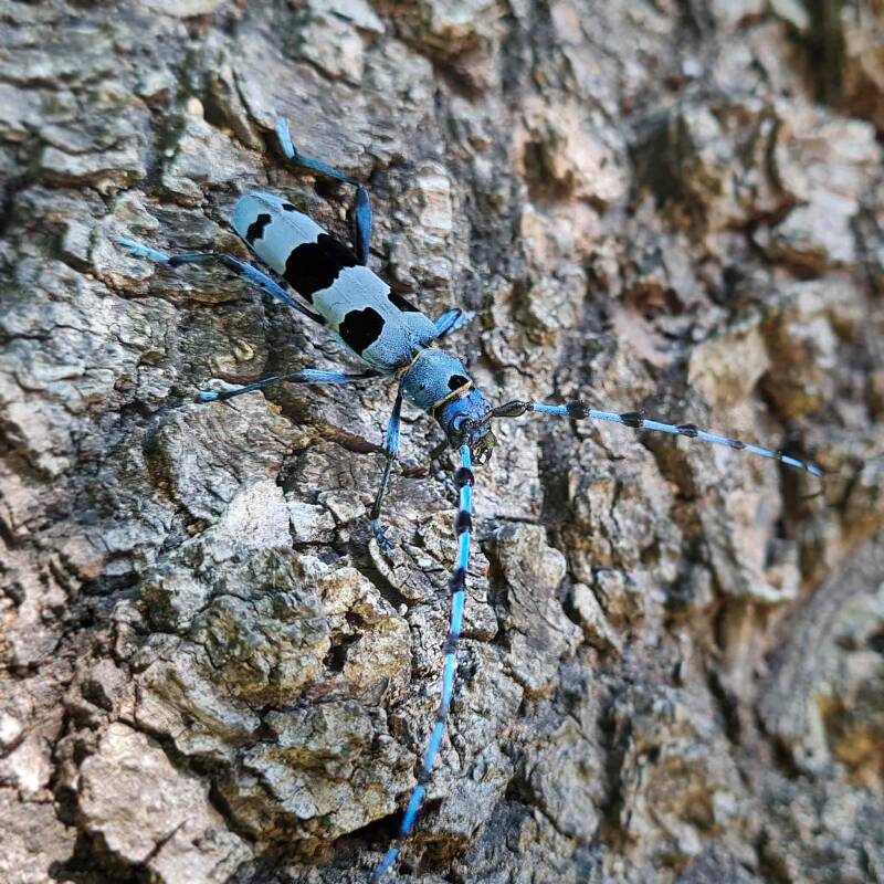 Blauer Alpenbock / Pleschkogel