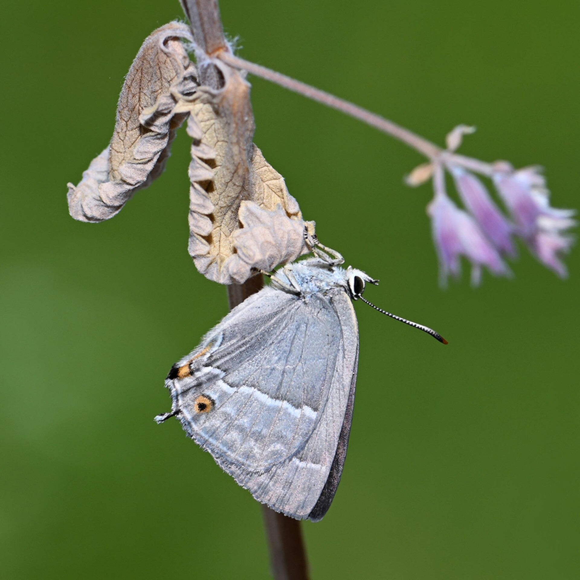 Blauer Eichen-Zipfelfalter Favonius quercus  wir flattern auf heimische nachtfalter tagfalter raupen nahrungspflanzen österreich petra urbanek inge biller sabine gasparitz wirflatternauf bugs-team