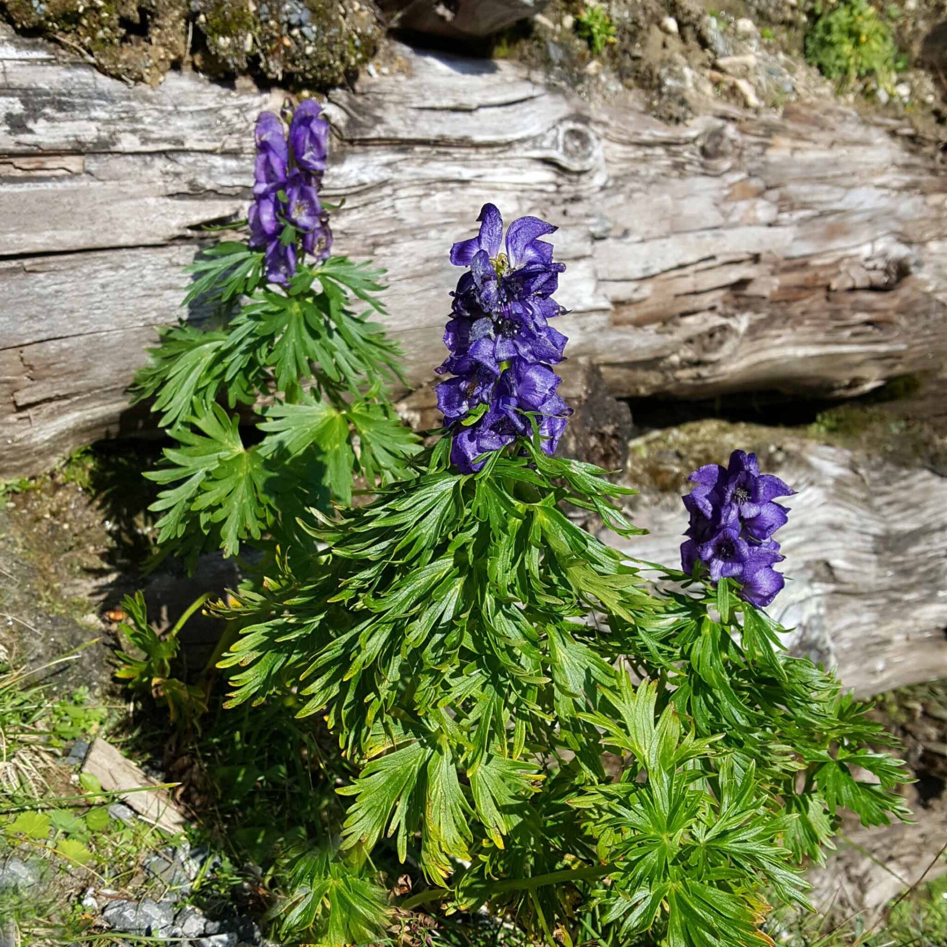 wir flattern auf heimische nachtfalter tagfalter raupen nahrungspflanzen österreich petra urbanek inge biller sabine gasparitz wirflatternauf bugs-team