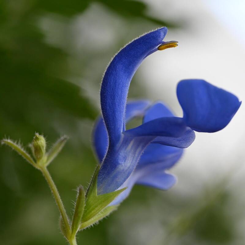 Blauer Salbei / Balkonien