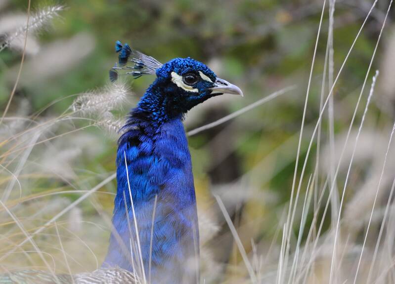 Blauer Pfau
