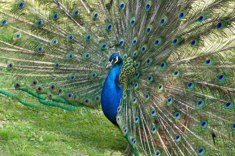 Blauer Pfau