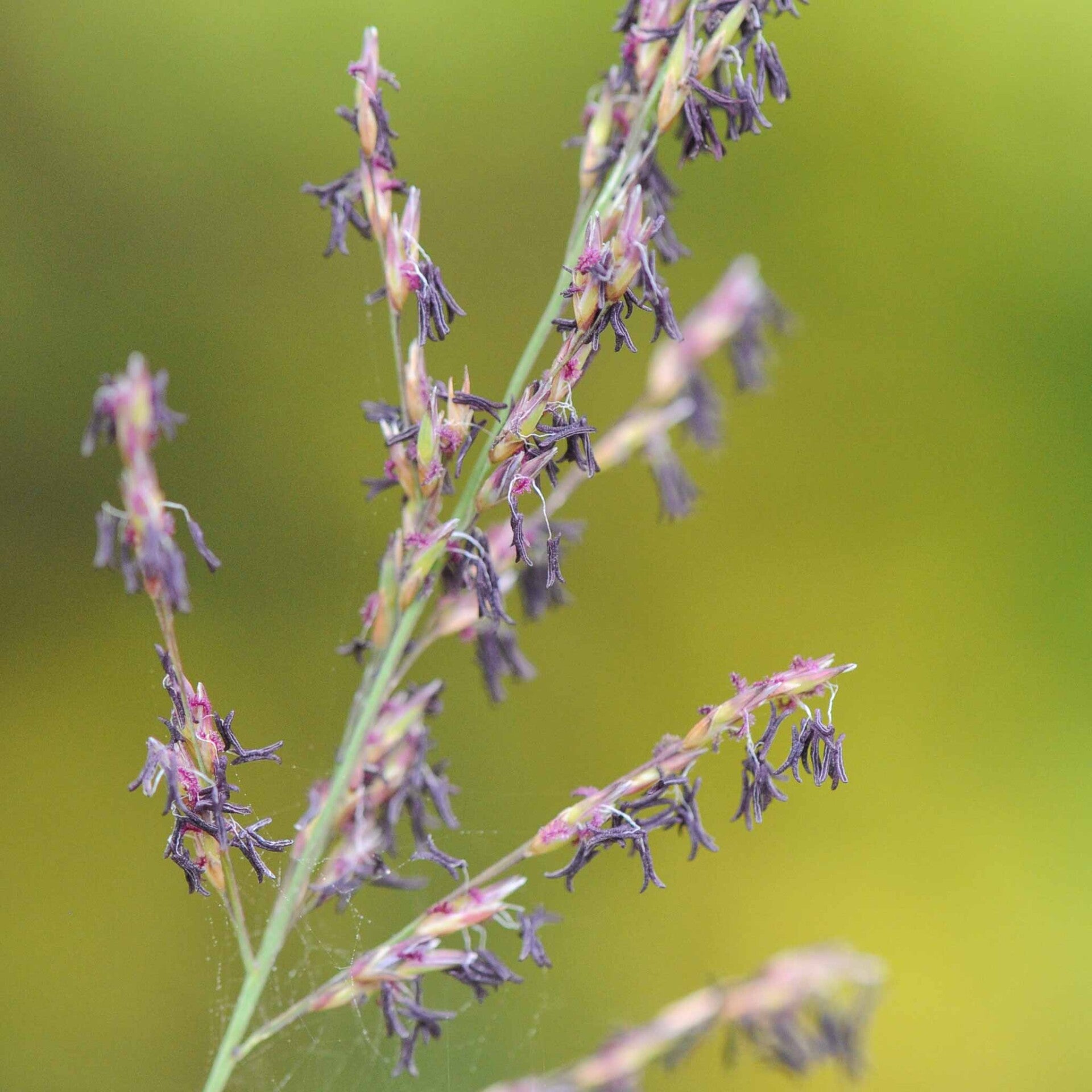 wir flattern auf heimische nachtfalter tagfalter raupen nahrungspflanzen österreich petra urbanek inge biller sabine gasparitz wirflatternauf bugs-team