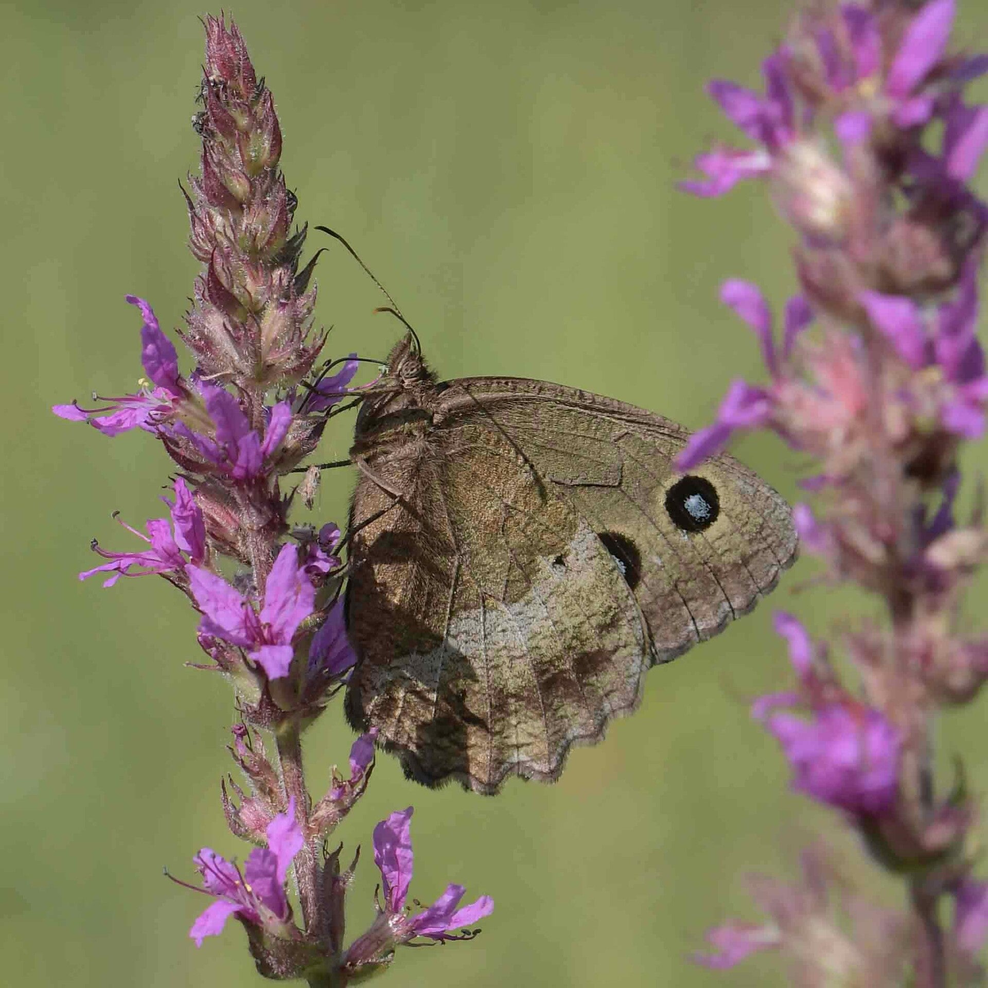 wir flattern auf heimische nachtfalter tagfalter raupen nahrungspflanzen österreich petra urbanek inge biller sabine gasparitz wirflatternauf bugs-team