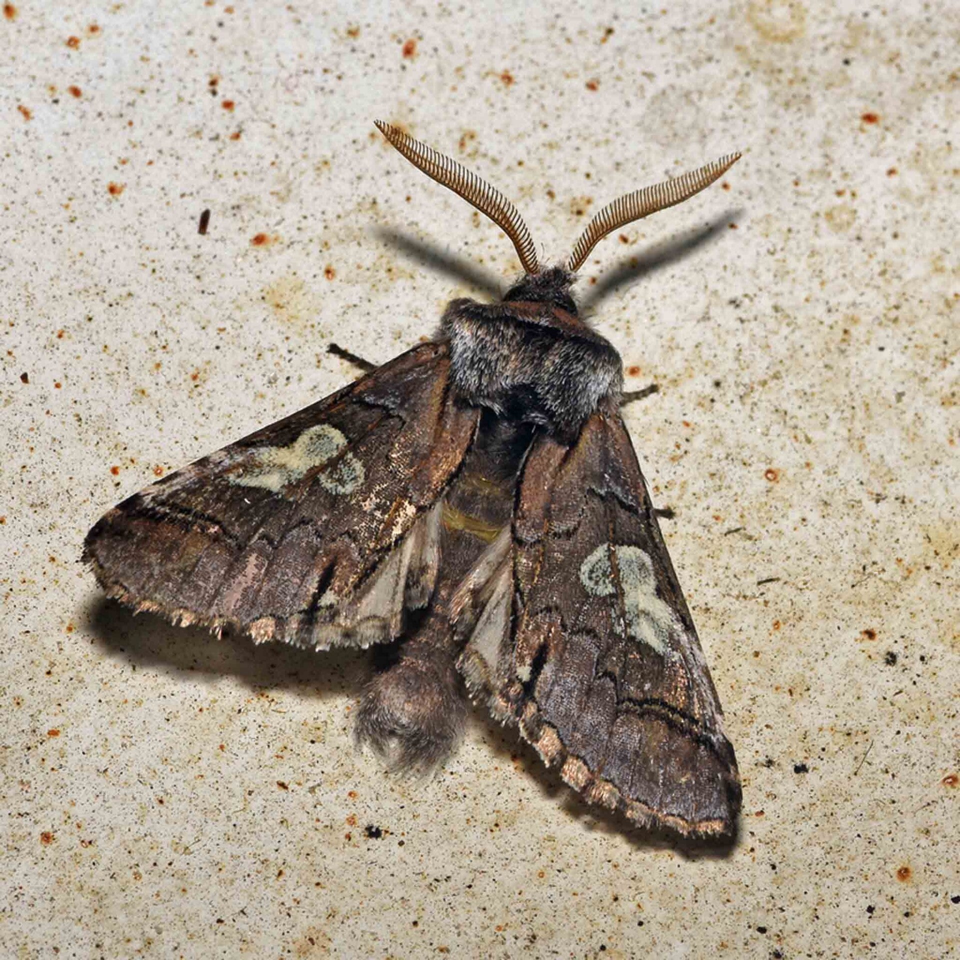 wir flattern auf heimische nachtfalter tagfalter raupen nahrungspflanzen österreich petra urbanek inge biller sabine gasparitz wirflatternauf bugs-team