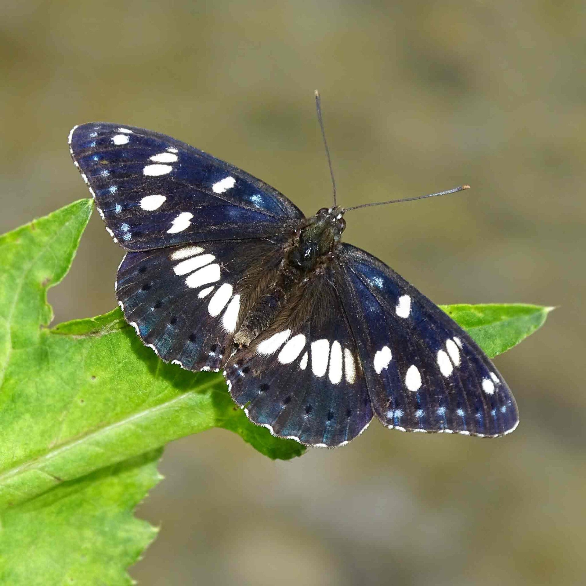 wir flattern auf heimische nachtfalter tagfalter raupen nahrungspflanzen österreich petra urbanek inge biller sabine gasparitz wirflatternauf bugs-team