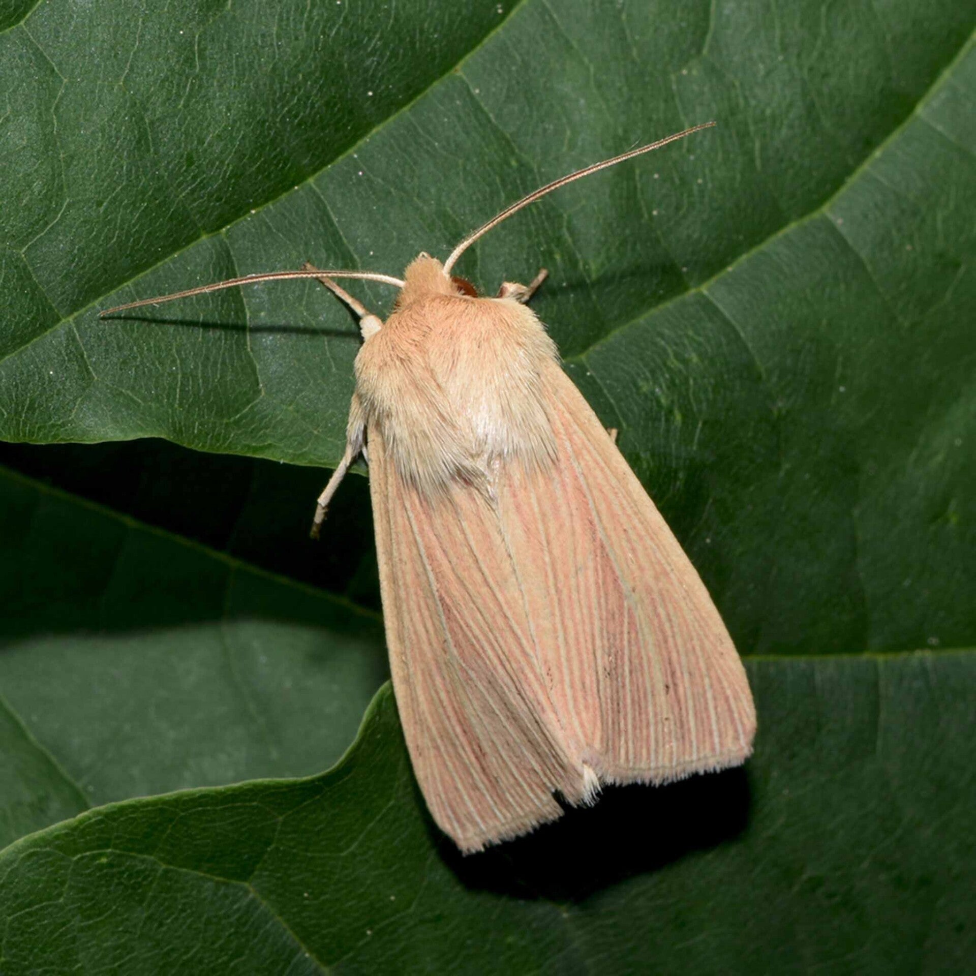 wir flattern auf heimische nachtfalter tagfalter raupen nahrungspflanzen österreich petra urbanek inge biller sabine gasparitz wirflatternauf bugs-team